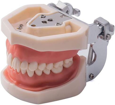 1 قطعة Typodont الأسنان القابلة للإزالة تعليم الأسنان نموذج الممارسة العالمي 200H نوع اللثة الناعمة لتدريس طلاب طب الأسنان in Kuwait