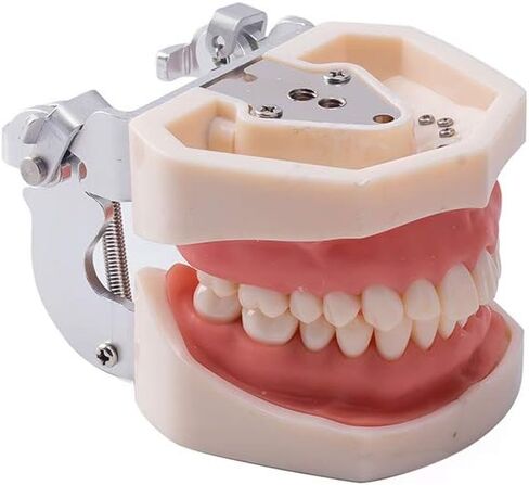 1 قطعة Typodont الأسنان القابلة للإزالة تعليم الأسنان نموذج الممارسة العالمي 200H نوع اللثة الناعمة لتدريس طلاب طب الأسنان in Kuwait