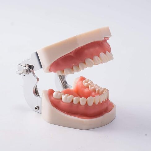 1 قطعة Typodont الأسنان القابلة للإزالة تعليم الأسنان نموذج الممارسة العالمي 200H نوع اللثة الناعمة لتدريس طلاب طب الأسنان in Kuwait