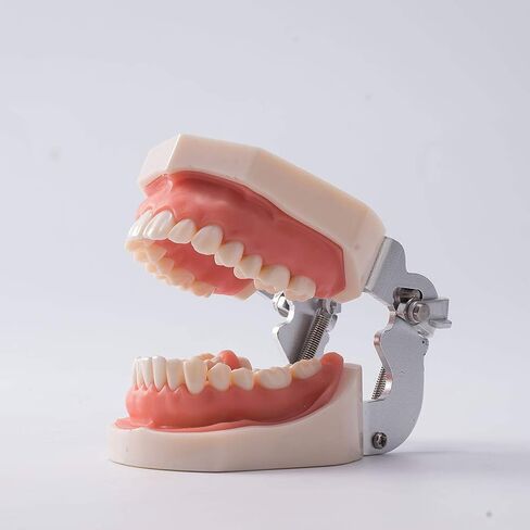 1 قطعة Typodont الأسنان القابلة للإزالة تعليم الأسنان نموذج الممارسة العالمي 200H نوع اللثة الناعمة لتدريس طلاب طب الأسنان in Kuwait