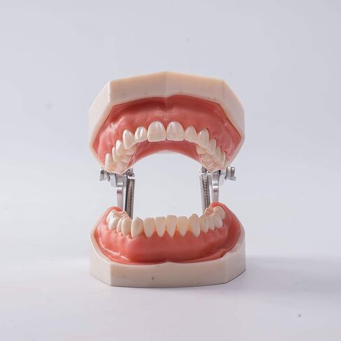 1 قطعة Typodont الأسنان القابلة للإزالة تعليم الأسنان نموذج الممارسة العالمي 200H نوع اللثة الناعمة لتدريس طلاب طب الأسنان in Kuwait