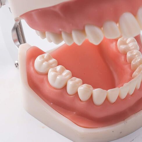 1 قطعة Typodont الأسنان القابلة للإزالة تعليم الأسنان نموذج الممارسة العالمي 200H نوع اللثة الناعمة لتدريس طلاب طب الأسنان in Kuwait