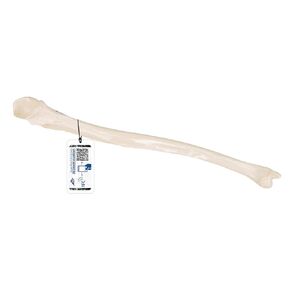3B Scientific A45/2 Ulna - 3B Smart Anatomy