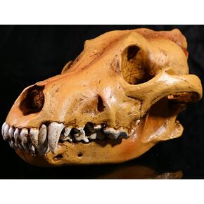 Resin Wolf Skull Replica Head Model Figurine Collection Bar Tabletop Decor