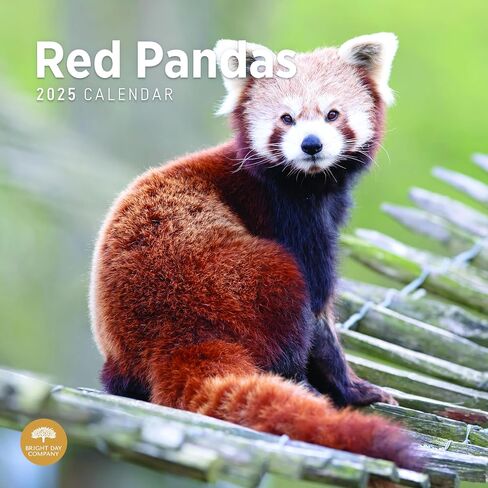 2023 Red Pandas Wall Calendar by Bright Day, 12x12 Inch, Beautiful Cute Wildlife Photography in Saudi Arabia