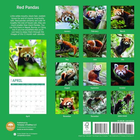 2023 Red Pandas Wall Calendar by Bright Day, 12x12 Inch, Beautiful Cute Wildlife Photography in Saudi Arabia
