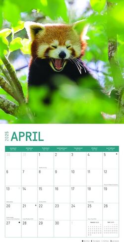 2023 Red Pandas Wall Calendar by Bright Day, 12x12 Inch, Beautiful Cute Wildlife Photography in Saudi Arabia