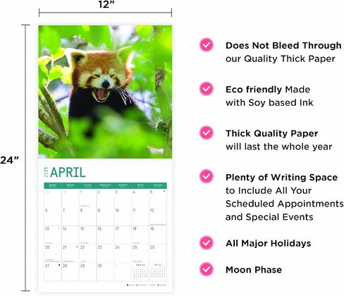 2023 Red Pandas Wall Calendar by Bright Day, 12x12 Inch, Beautiful Cute Wildlife Photography in Saudi Arabia