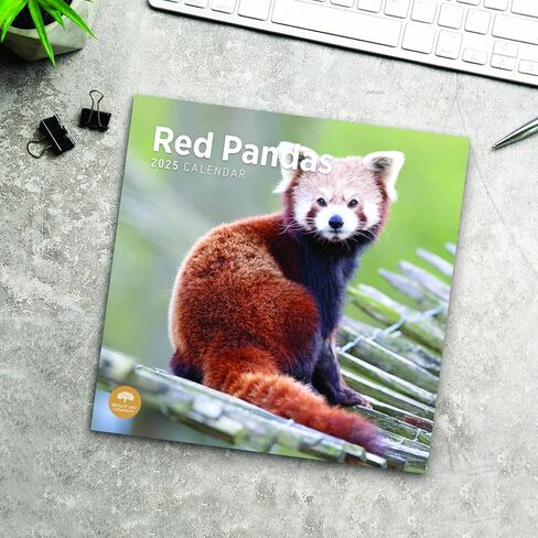 2023 Red Pandas Wall Calendar by Bright Day, 12x12 Inch, Beautiful Cute Wildlife Photography in Saudi Arabia