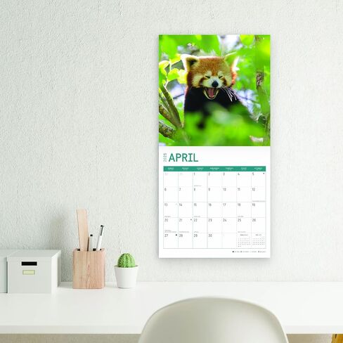 2023 Red Pandas Wall Calendar by Bright Day, 12x12 Inch, Beautiful Cute Wildlife Photography in Saudi Arabia