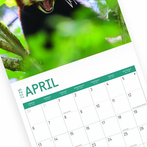 2023 Red Pandas Wall Calendar by Bright Day, 12x12 Inch, Beautiful Cute Wildlife Photography in Saudi Arabia
