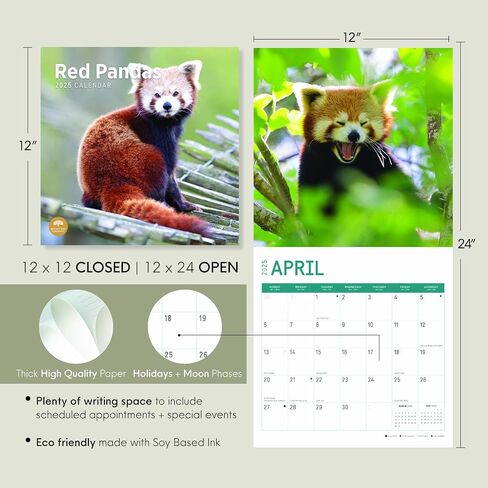 2023 Red Pandas Wall Calendar by Bright Day, 12x12 Inch, Beautiful Cute Wildlife Photography in Saudi Arabia