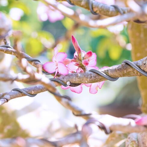 UTILE Armature سلك ألومنيوم 100 قدم 17 قياس 1.4 مم سلك قابل للانحناء بأكسيد حرفية - نحت سلك فضي معدني لأشجار البونساي والطين والحرف اليدوية والنباتات والبستنة والديكور وصناعة المجوهرات (فضي) in Kuwait