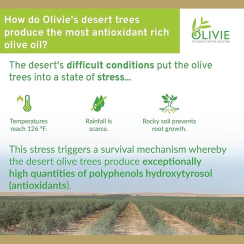 Organic Antioxidant Polyphenols Rich Olive Leaf Extract Supplement Capsules Olivie | Hydroxytyrosol Oleuropein Anti Aging Supplement | 40 Capsules in Saudi Arabia