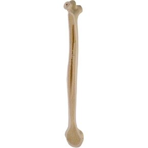 3B Scientific GmbH 1019604 Ortho Bones Standard Humerus, Right, Grade 1 to 12 in Kuwait