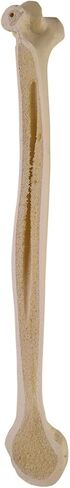 3B Scientific GmbH 1019604 Ortho Bones Standard Humerus, Right, Grade 1 to 12 in Kuwait
