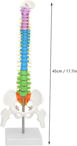 Color Human Spine Model 45cm Color Human Spine Model with Pelvis +Femur Laboratory Teaching Model Life Size Spine Model for Science Lab in Saudi Arabia