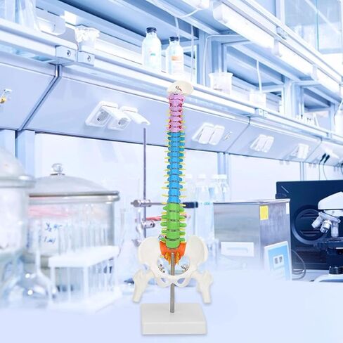 Color Human Spine Model 45cm Color Human Spine Model with Pelvis +Femur Laboratory Teaching Model Life Size Spine Model for Science Lab in Saudi Arabia