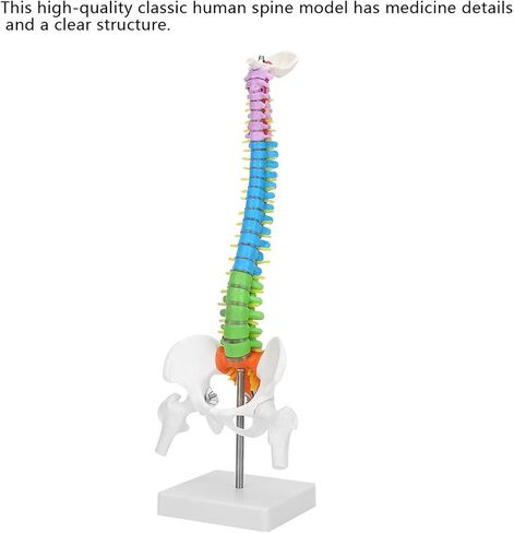 Color Human Spine Model 45cm Color Human Spine Model with Pelvis +Femur Laboratory Teaching Model Life Size Spine Model for Science Lab in Saudi Arabia