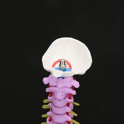 Color Human Spine Model 45cm Color Human Spine Model with Pelvis +Femur Laboratory Teaching Model Life Size Spine Model for Science Lab in Saudi Arabia