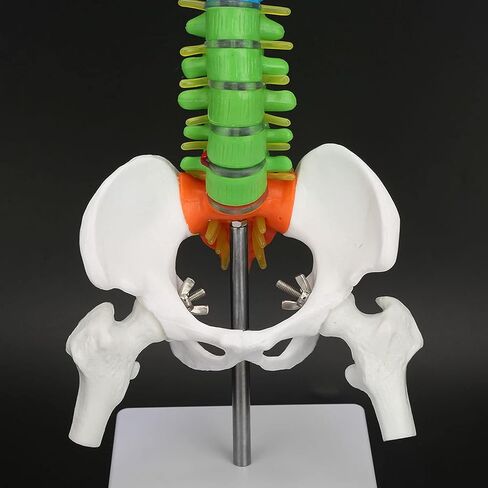Color Human Spine Model 45cm Color Human Spine Model with Pelvis +Femur Laboratory Teaching Model Life Size Spine Model for Science Lab in Saudi Arabia