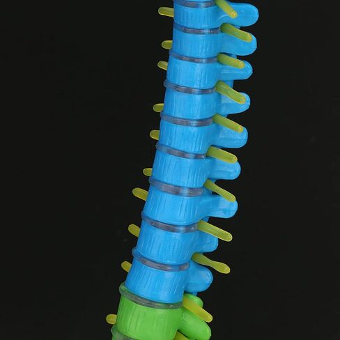 Color Human Spine Model 45cm Color Human Spine Model with Pelvis +Femur Laboratory Teaching Model Life Size Spine Model for Science Lab in Saudi Arabia