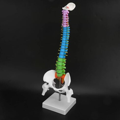 Color Human Spine Model 45cm Color Human Spine Model with Pelvis +Femur Laboratory Teaching Model Life Size Spine Model for Science Lab in Saudi Arabia