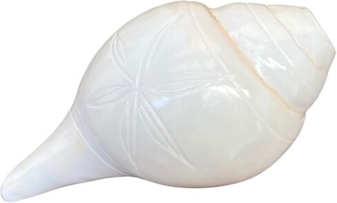 نايشا شانخ لبوجا، صدفة محارة، أبهيمانتريت داكشينفارتي فالامبوري سانجو فامافارتي داتاتريا - طقوس بوجا شانخنااد لاكشمي شانخ للمعبد (3.5 بوصة) in Kuwait