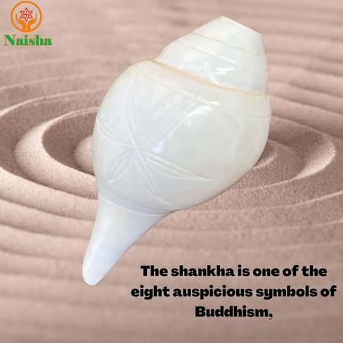 نايشا شانخ لبوجا، صدفة محارة، أبهيمانتريت داكشينفارتي فالامبوري سانجو فامافارتي داتاتريا - طقوس بوجا شانخنااد لاكشمي شانخ للمعبد (3.5 بوصة) in Kuwait