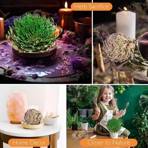 14-Pack Dried Rose of Jericho, Selaginella Resurrection Grass, Dried Fern Scale Leaf Prayer Plant, Symbol of Abundance and Prosperity, Ideal for Home Decoration and Spiritual Healing in Saudi Arabia