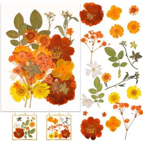 25Pcs Dried Pressed Flowers for Frames, Dried Pressed Flowers for Wooden Photo Frame DIY Wall and Tabletop Display Decorations Gifts