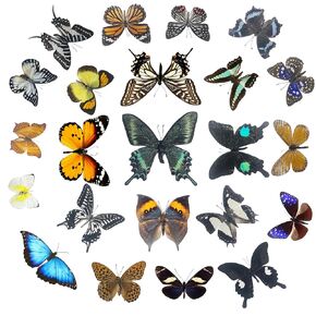 15 Pcs Real Dried Dead Butterflies with Spread Wings Shaped, Natural Unmounted Butterfly Specimens for Art, DIY Decorations, Taxidermy and Gifts for Kids and Family (15 Butterfly Specimens)