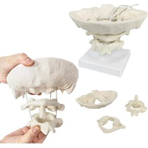 Occiput Model - Cervical Spine Model - Functional Movable Occipital Model for Educative, Medical Students Teaching Supplies,with Base