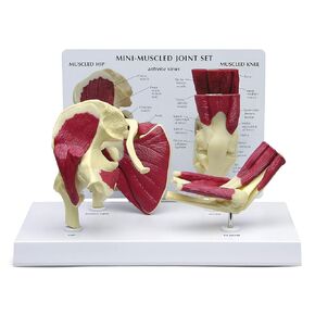 GPI Anatomicals - Muscled Shoulder Model, Right Shoulder Joint with Muscles Model for Human Anatomy, Physiology Education, Anatomy Model for Doctor's Office and Classrooms, Medical Learning Resources