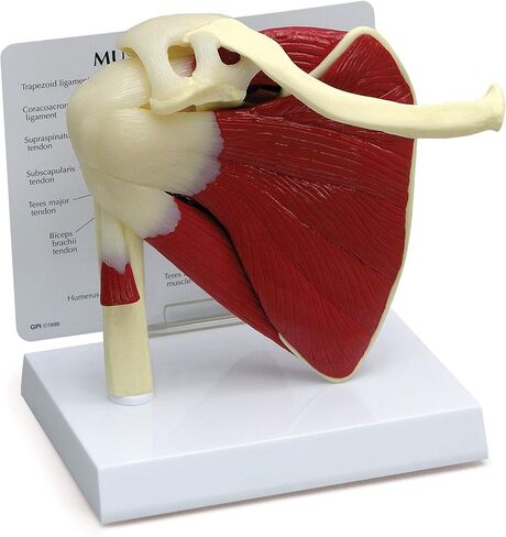 GPI Anatomicals - نموذج الكتف العضلي، مفصل الكتف الأيمن مع نموذج العضلات للتشريح البشري، تعليم علم وظائف الأعضاء، نموذج التشريح لمكتب الطبيب والفصول الدراسية، مصادر التعلم الطبي in Saudi Arabia
