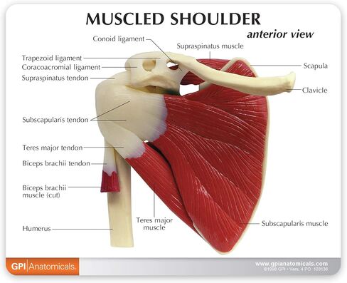 GPI Anatomicals - نموذج الكتف العضلي، مفصل الكتف الأيمن مع نموذج العضلات للتشريح البشري، تعليم علم وظائف الأعضاء، نموذج التشريح لمكتب الطبيب والفصول الدراسية، مصادر التعلم الطبي in Saudi Arabia