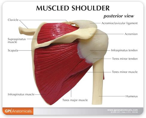 GPI Anatomicals - نموذج الكتف العضلي، مفصل الكتف الأيمن مع نموذج العضلات للتشريح البشري، تعليم علم وظائف الأعضاء، نموذج التشريح لمكتب الطبيب والفصول الدراسية، مصادر التعلم الطبي in Saudi Arabia