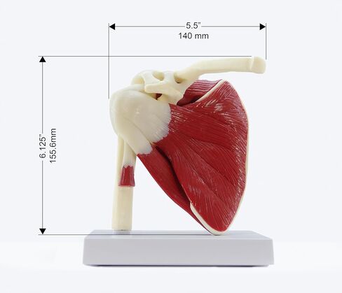 GPI Anatomicals - نموذج الكتف العضلي، مفصل الكتف الأيمن مع نموذج العضلات للتشريح البشري، تعليم علم وظائف الأعضاء، نموذج التشريح لمكتب الطبيب والفصول الدراسية، مصادر التعلم الطبي in Saudi Arabia