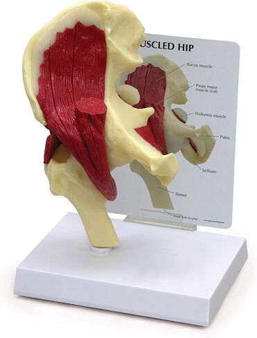 GPI Anatomicals - نموذج الكتف العضلي، مفصل الكتف الأيمن مع نموذج العضلات للتشريح البشري، تعليم علم وظائف الأعضاء، نموذج التشريح لمكتب الطبيب والفصول الدراسية، مصادر التعلم الطبي in Saudi Arabia