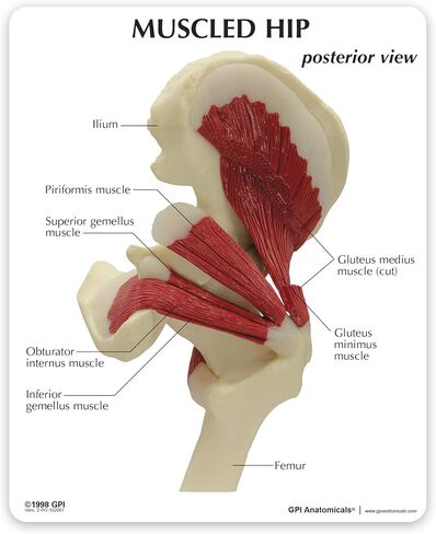 GPI Anatomicals - نموذج الكتف العضلي، مفصل الكتف الأيمن مع نموذج العضلات للتشريح البشري، تعليم علم وظائف الأعضاء، نموذج التشريح لمكتب الطبيب والفصول الدراسية، مصادر التعلم الطبي in Saudi Arabia