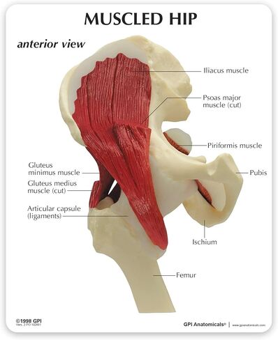GPI Anatomicals - نموذج الكتف العضلي، مفصل الكتف الأيمن مع نموذج العضلات للتشريح البشري، تعليم علم وظائف الأعضاء، نموذج التشريح لمكتب الطبيب والفصول الدراسية، مصادر التعلم الطبي in Saudi Arabia