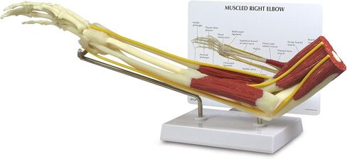 GPI Anatomicals - نموذج الكتف العضلي، مفصل الكتف الأيمن مع نموذج العضلات للتشريح البشري، تعليم علم وظائف الأعضاء، نموذج التشريح لمكتب الطبيب والفصول الدراسية، مصادر التعلم الطبي in Saudi Arabia