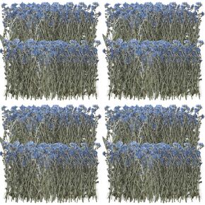 200 Pcs Natural Forget Me Not Pressed Dried Flowers Blue Don't Forget Me Dried Flower Real Dried Flowers for Resin Jewelry Candle Card Making Nail Art Flowers DIY Home Decoration