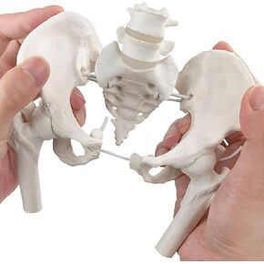 NEW HORIZON Female Pelvis Skeleton On Elastic with Movable Femur Heads, Mini Size, Educational Tool for Midwife, Nursing School Student