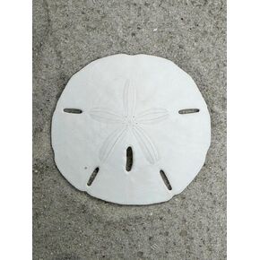 2.5-3" Sand Dollars (12pcs)