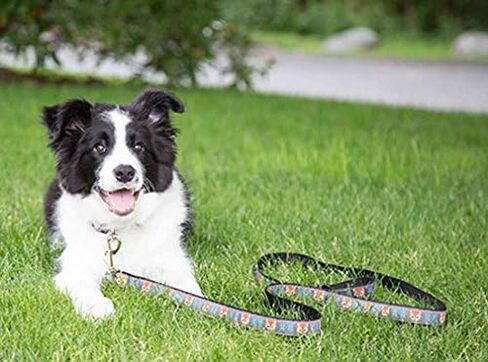 RC Pets 1" x 6 ft Dog Leash, Shark Attack in Saudi Arabia