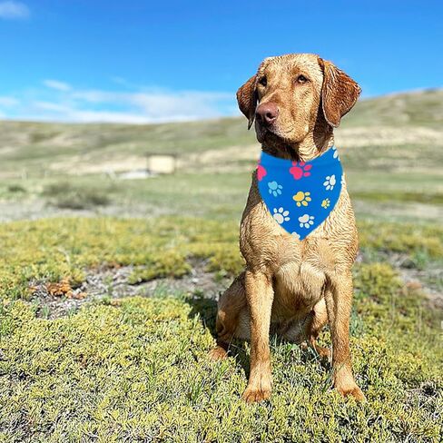 Sports Dog Bandanas for Large Dogs Breed 33 Inch Size Rugby Oversize Dog Bandanas Lg America Football Dog Bandanas for Girls Boys Grooming Accessories L 7PCS in Saudi Arabia