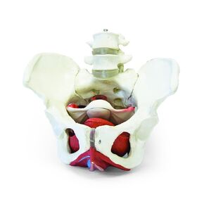 Walter Products B10216 Female Pelvis Model with Organs, Life Size