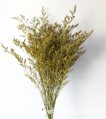 باقة ليمونيوم طبيعية محفوظة مقاس 19-23 بوصة، 28+ سيقان كاسبيا بيليفوليوم طازجة حقيقية، لافندر البحر، زهور نفس الطفل، لأعياد ميلاد الزفاف، ديكور المنزل (أصفر) in Kuwait