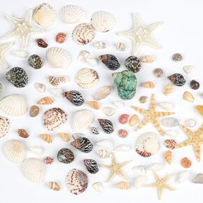Fangoo 1500 Pieces Small Sea Shells Conch Natural Starfish Mixed Agate Pebble Stone for DIY Crafts Tiny Seashells for Vase Filler Candle Making Home Decor Wedding Beach Ocean Party Decorations